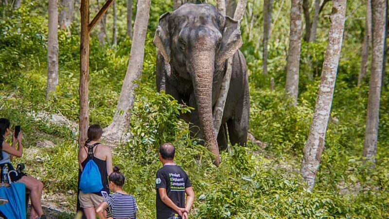 Phuket: Elephant Sanctuary Tour - Canopy Walk & Meal - The Itinerary Breakdown: What to Expect