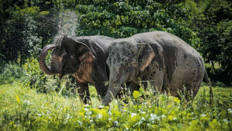 Phuket: Elephant Sanctuary Tour - Canopy Walk & Meal - Logistics and Practical Details