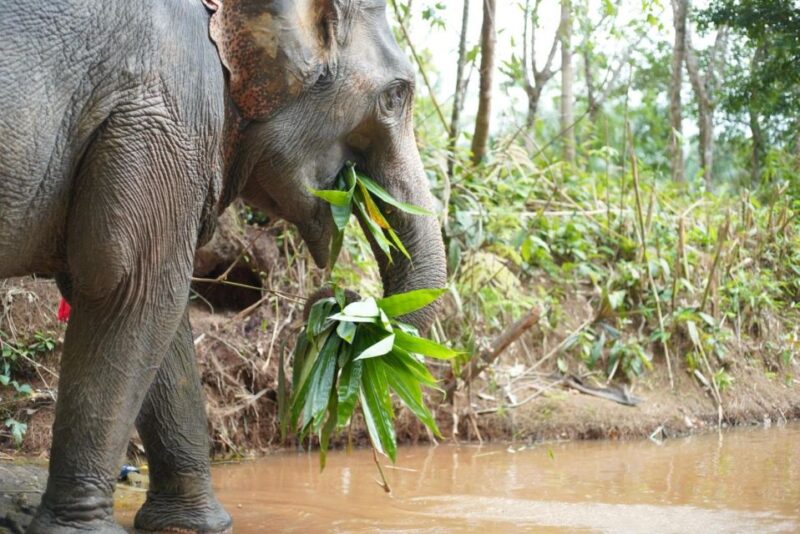 Phuket: Elephant Sanctuary Tour, Cooking Class & Lunch - Highlights and Unique Features