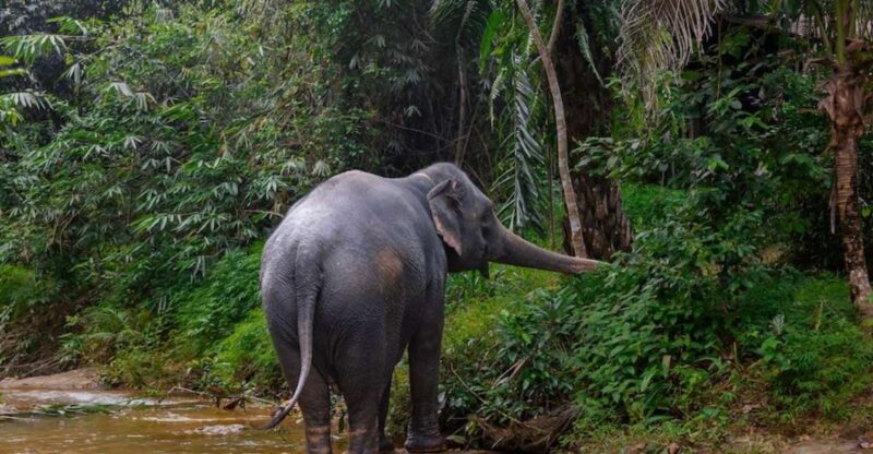 Phuket: Elephant Sanctuary Tour, Cooking Class & Lunch - Customer Reviews and Ratings
