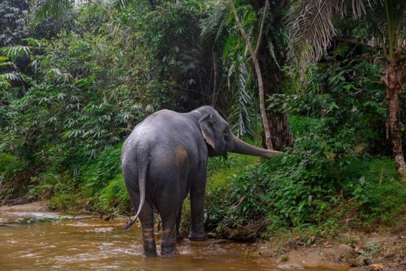 Phuket: Elephant Sanctuary Tour, Cooking Class & Lunch - Ethical Elephant Sanctuary Experience