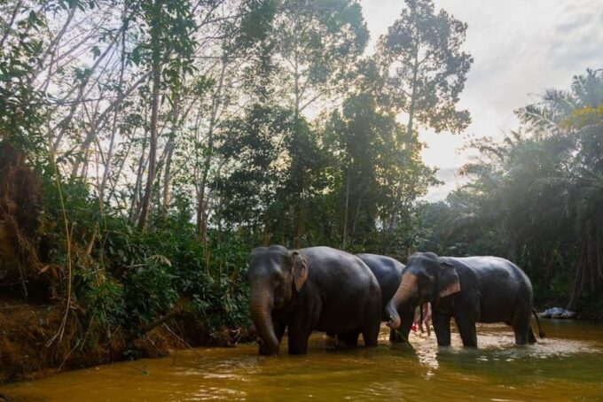 Phuket: Elephant Sanctuary Tour, Cooking Class & Lunch - Immersive Cooking Class and Lunch