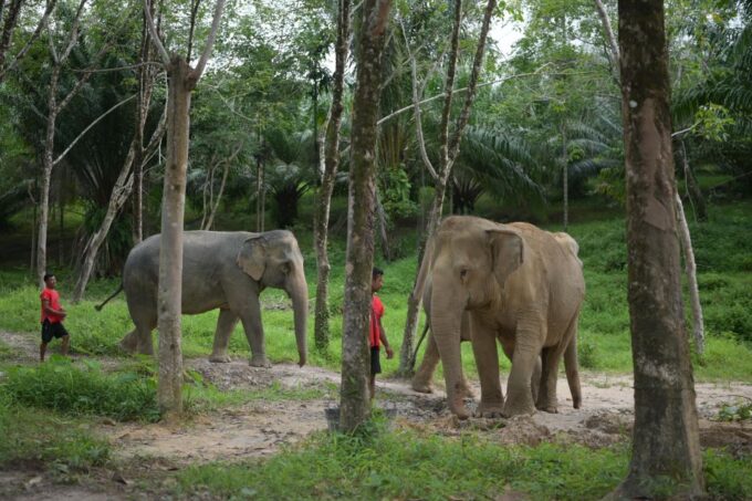 Phuket: Elephant Sanctuary Tour, Cooking Class & Lunch - Convenient Hotel Pickup and Drop-off