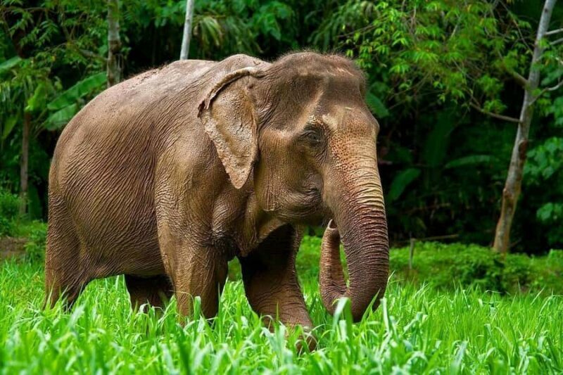 Phuket: Elephant Sanctuary Visit - Cooking Class & Lunch - Key Points