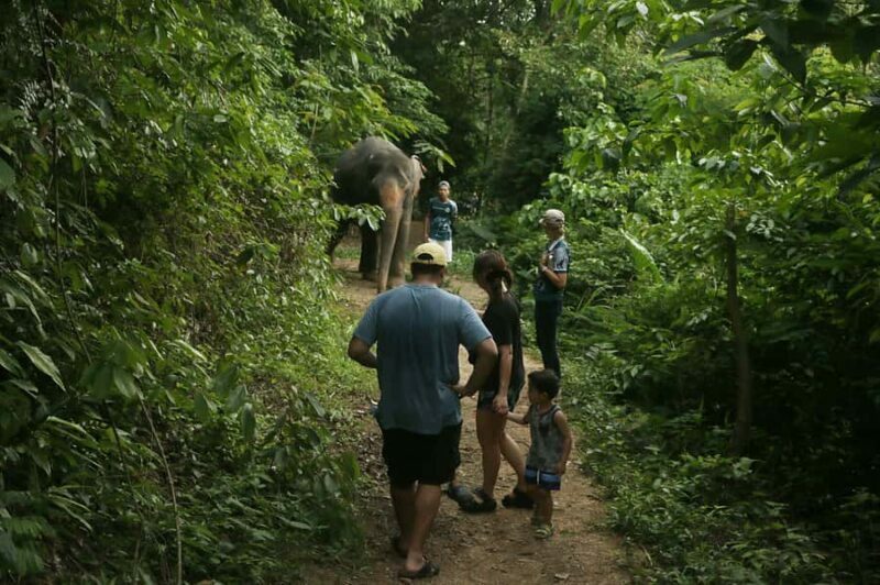 Phuket: Elephant Sanctuary Visit - Cooking Class & Lunch - An In-Depth Look at the Experience