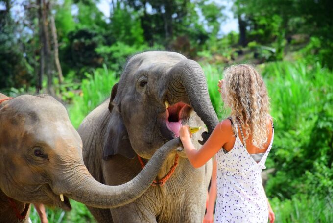 Phuket: Elephant Save & Care Program Tour - Frequently Asked Questions