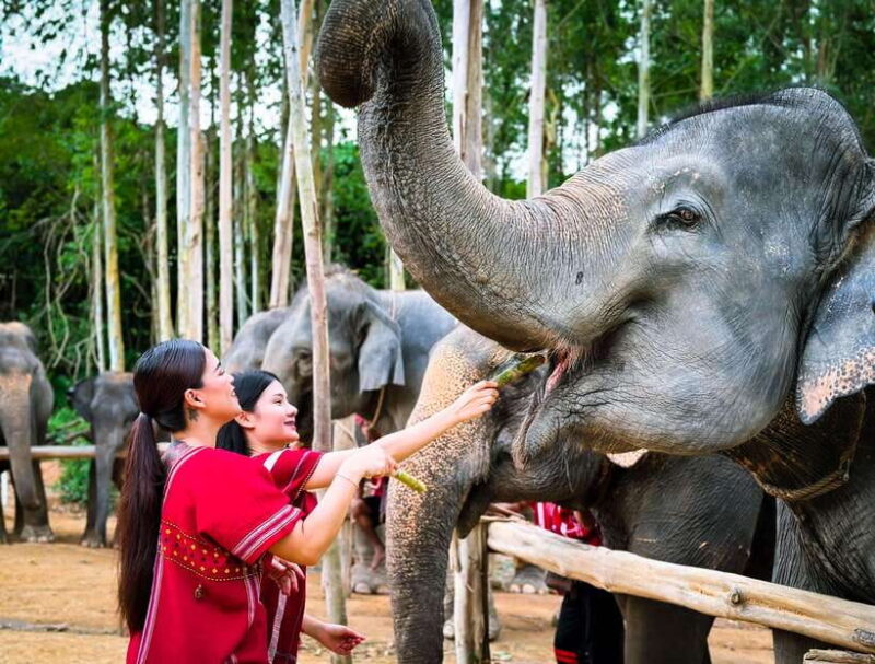 Phuket : Experience Feeding and Bathing Elephants 1.5 Hrs. - Itinerary and Duration