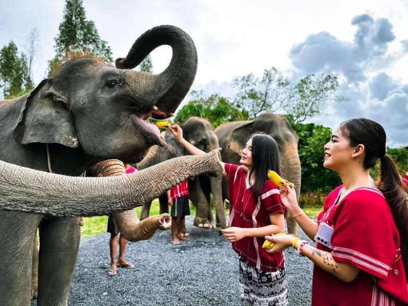 Phuket : Experience Feeding and Bathing Elephants 1.5 Hrs. - Inclusions and Highlights