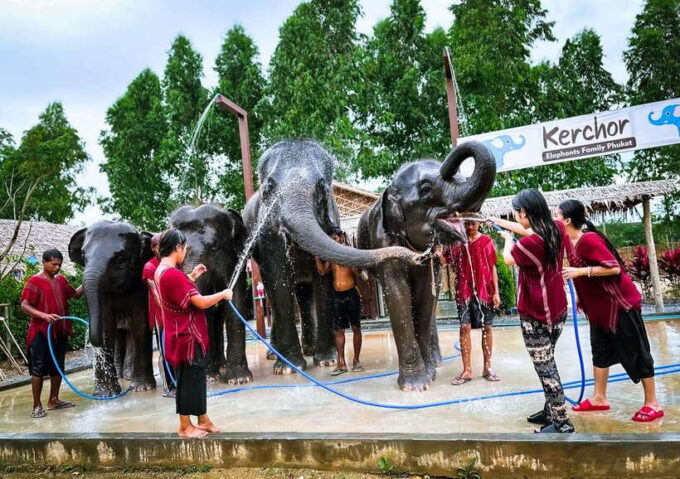 Phuket : Experience Feeding and Bathing Elephants 1.5 Hrs. - Customer Reviews and Ratings