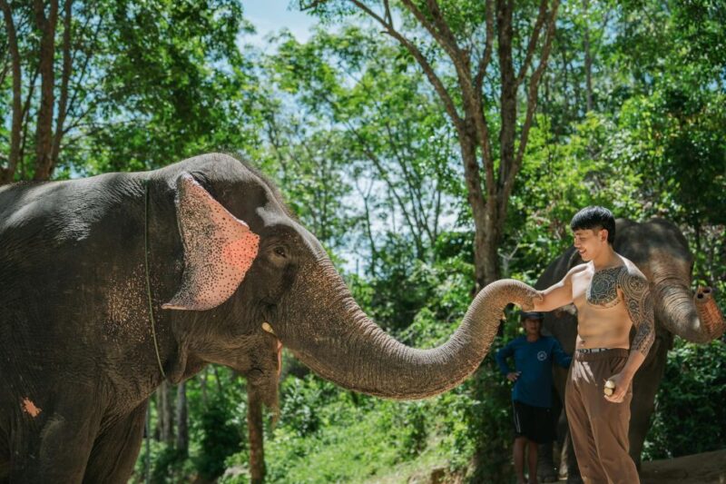 Phuket: Feeding Elephants at Phuket Elephant Care - Sanctuary Environment