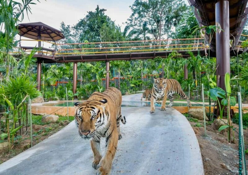 Phuket: Guided Tour ATV Ride & Elephant Feeding & City Trip - Authentic Experiences and Common Critiques