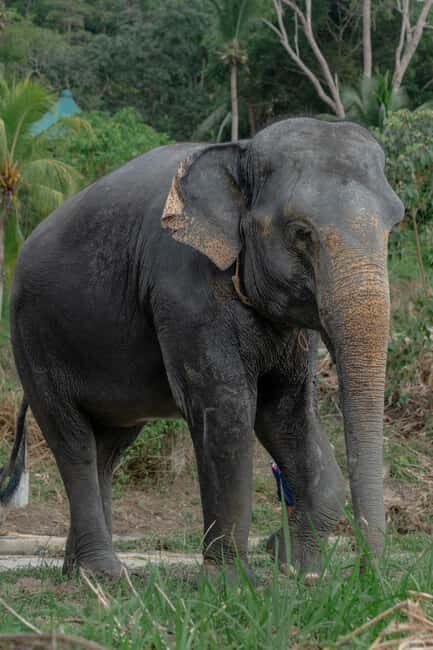 Phuket: Guided Walk Tour to Elephant Sanctuary with Transfer - A Look at What to Expect During the Tour