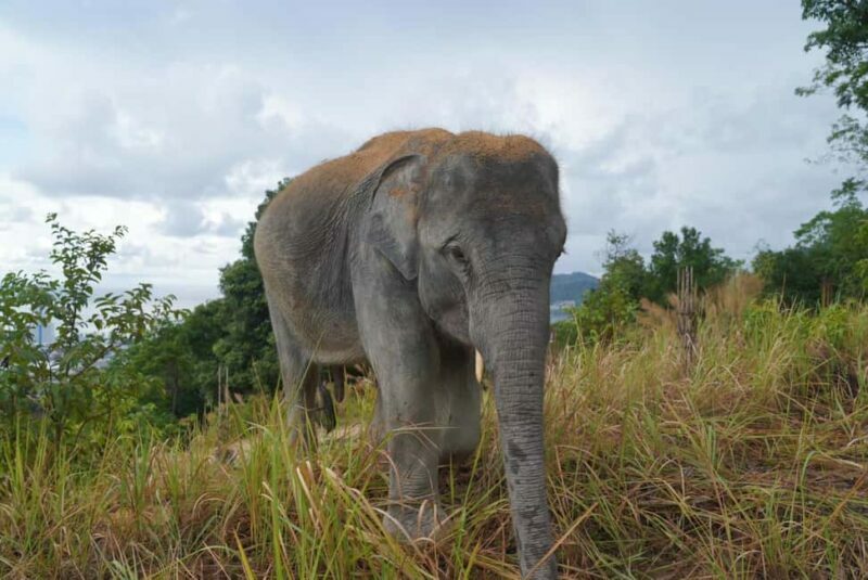 Phuket: Guided Walk Tour to Elephant Sanctuary with Transfer - What the Reviews Say