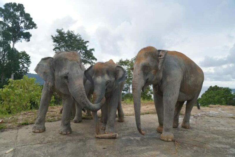 Phuket: Guided Walk Tour to Elephant Sanctuary with Transfer - Who Should Consider This Tour?