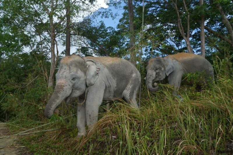 Phuket: Guided Walk Tour to Elephant Sanctuary with Transfer - The Bottom Line