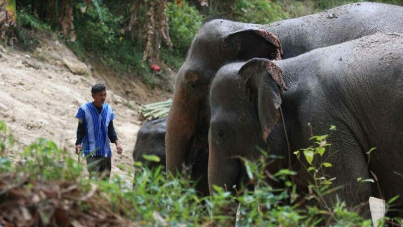 Phuket: Guided Walk Tour to Elephant Sanctuary with Transfer - Frequently Asked Questions