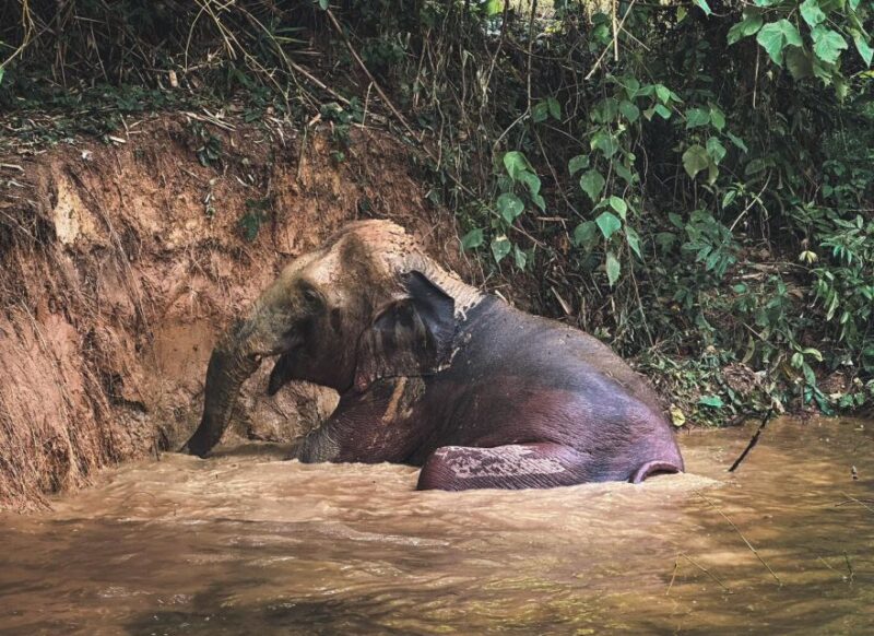 Phuket: Half-Day Elephant Explorer at Phuket Elephant Care - Key Points