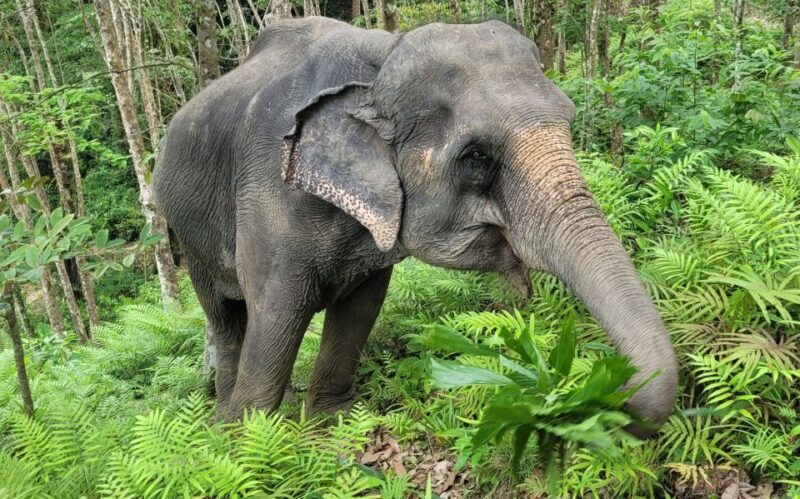 Phuket: Half-Day Elephant Explorer at Phuket Elephant Care - Itinerary and Highlights