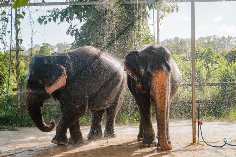 Phuket: Half-Day Elephant Explorer at Phuket Elephant Care - Inclusions and Amenities