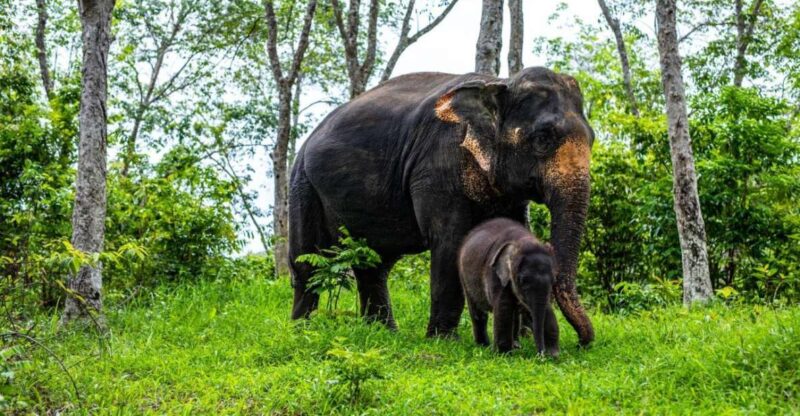 Phuket: Half-Day Elephant Explorer at Phuket Elephant Care - Traveler Reviews
