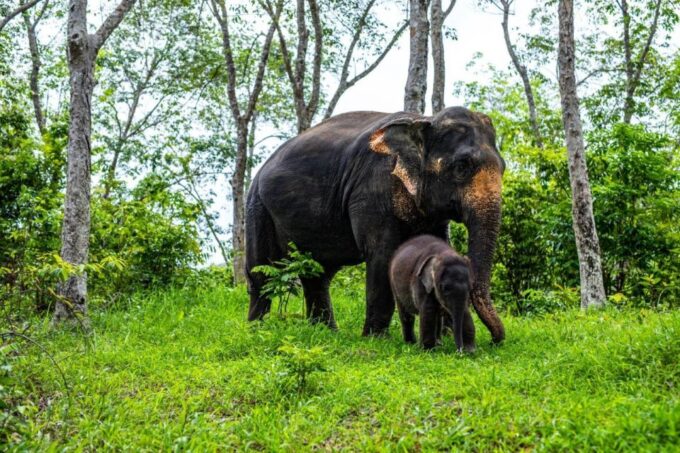 Phuket: Half-Day Elephant Explorer at Phuket Elephant Care - Frequently Asked Questions