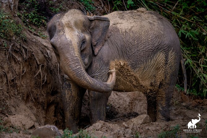Phuket: Hidden Forest Elephant Reserve Guided Tour With Lunch - Elephant Welfare and Rehabilitation