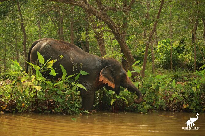 Phuket: Hidden Forest Elephant Reserve Guided Tour With Lunch - Tour Logistics and Accessibility
