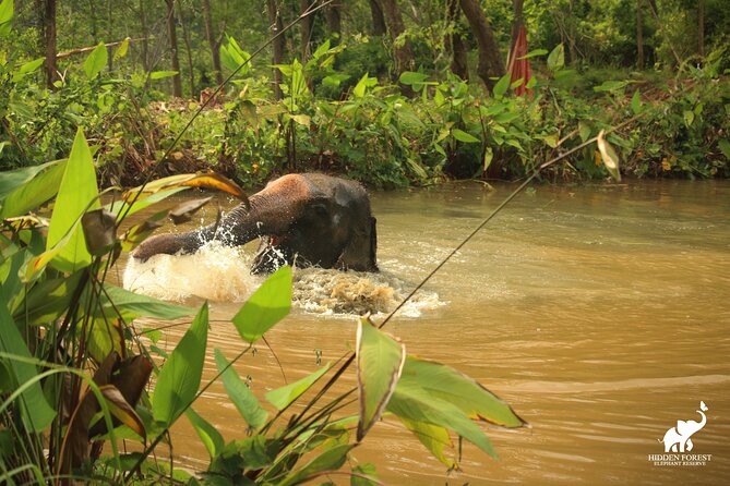 Phuket: Hidden Forest Elephant Reserve Guided Tour With Lunch - Additional Tour Information