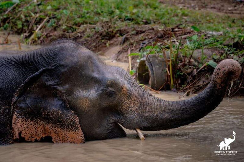 Phuket: Hidden Forest Elephant Reserve With Meal & Transfer - Key Points