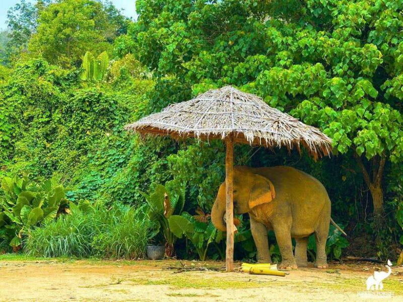 Phuket: Hidden Forest Elephant Reserve With Meal & Transfer - Ethical Sanctuary Co-Founded by Mr. Kong and Louise Rogerson