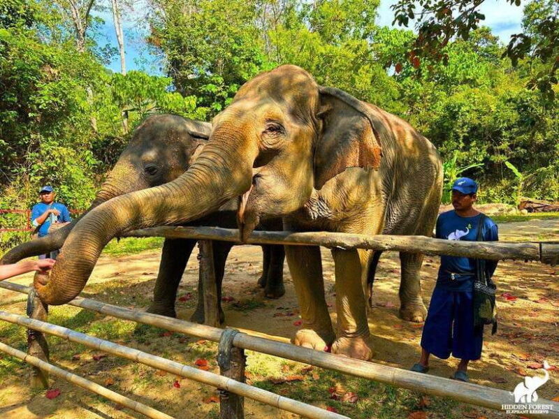 Phuket: Hidden Forest Elephant Reserve With Meal & Transfer - Four Rescued Female Elephants