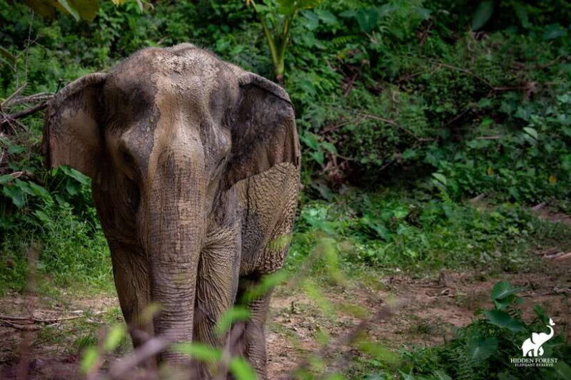 Phuket: Hidden Forest Elephant Reserve With Meal & Transfer - Pricing and Booking Information