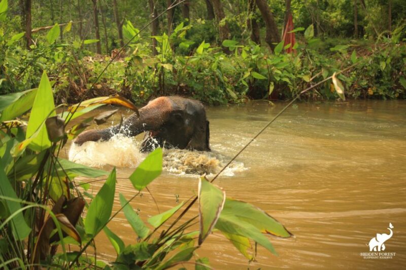 Phuket: Hidden Forest Elephant Reserve With Meal & Transfer - Tour Itinerary and Highlights