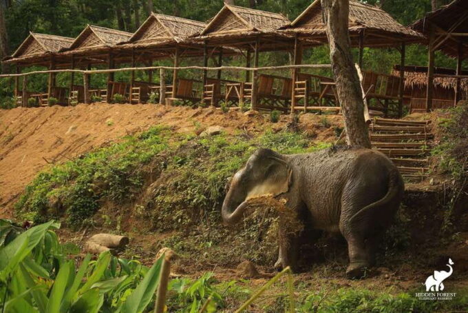 Phuket: Hidden Forest Elephant Reserve With Meal & Transfer - Visitor Experience and Feedback