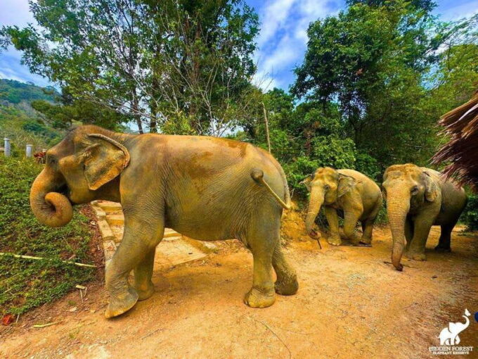 Phuket: Hidden Forest Elephant Reserve With Meal & Transfer - Important Guidelines for Visitors