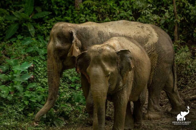 Phuket: Hidden Forest Elephant Reserve With Meal & Transfer - Convenient Transportation and Pickup