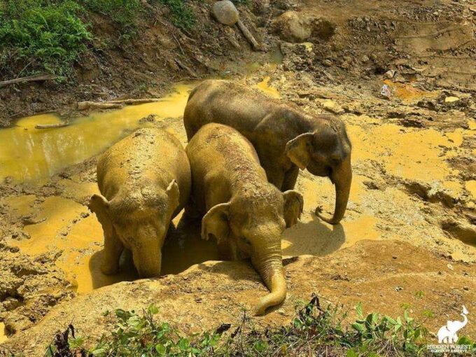 Phuket: Hidden Forest Elephant Reserve With Meal & Transfer - Since You Asked