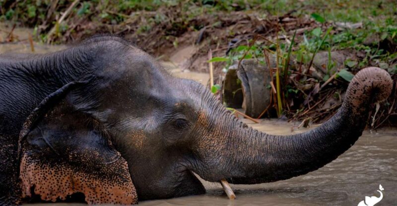 Phuket: Hidden Forest Elephant Reserve With Meal & Transfer - Ethical Sanctuary Experience