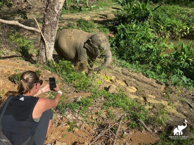 Phuket: Hidden Forest Elephant Reserve With Meal & Transfer - Guided Tour and Activities