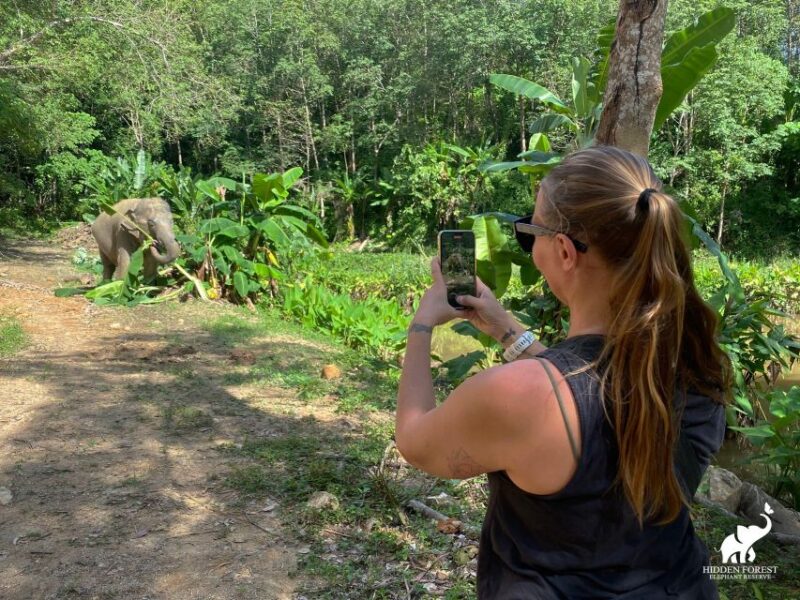 Phuket: Hidden Forest Elephant Reserve With Meal & Transfer - Vegetarian Meal and Amenities