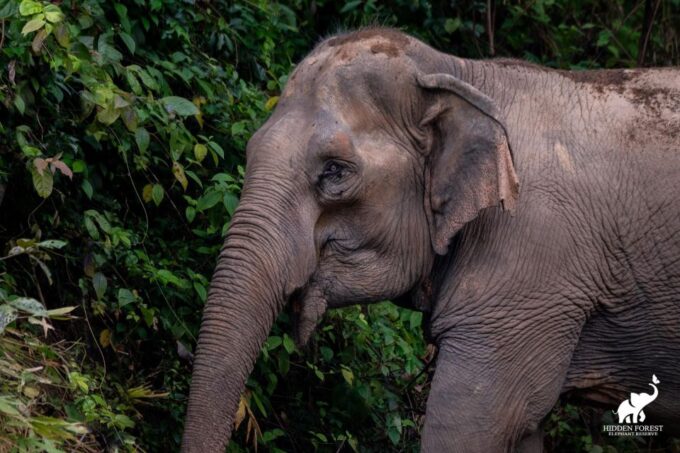 Phuket: Hidden Forest Elephant Reserve With Meal & Transfer - Recap
