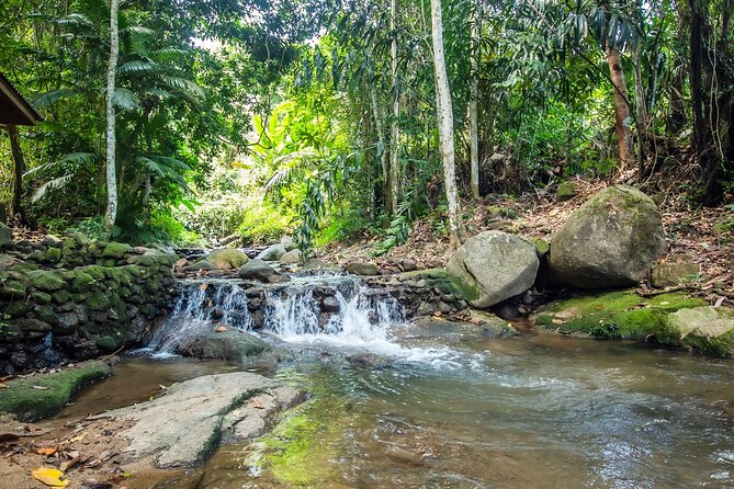 Phuket Jungle Trekking Experience at Khao Phra Taew National Park - Trekking Environment