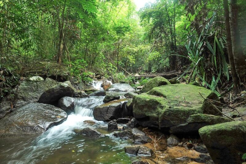 Phuket: Jungle Trekking Experience at Khao Phra Taew - Key Points