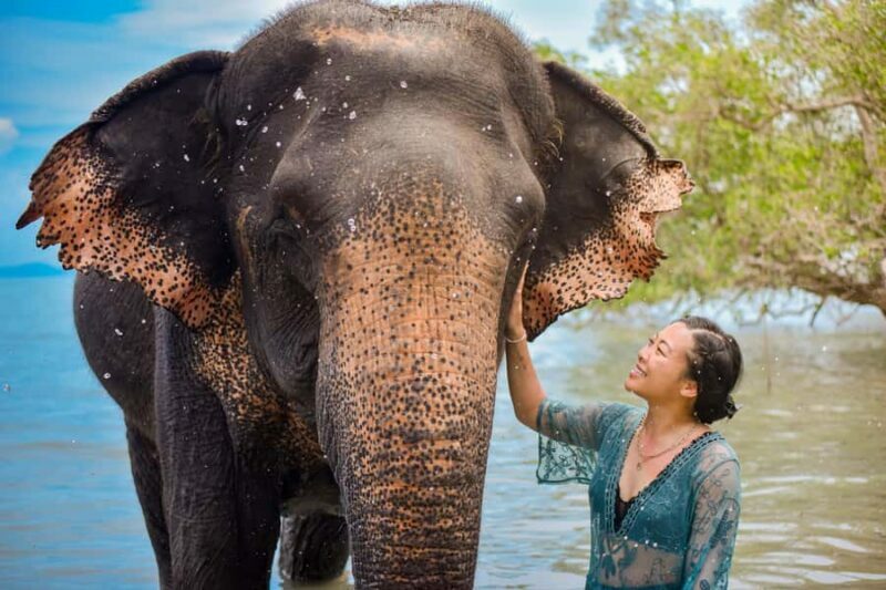 Phuket: Lily Elephant Half day Trip on the Beach with lunch - The Experience in Detail