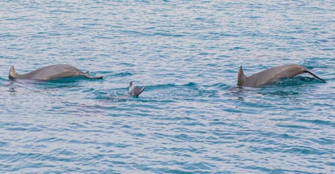 Phuket: Maiton, Coral, and Racha Island Snorkeling Trip - Pickup Locations and Times