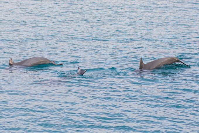 Phuket: Maiton, Coral, and Racha Island Snorkeling Trip - Frequently Asked Questions