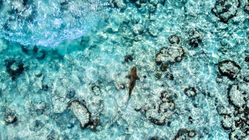 Phuket: Maya, Phi Phi, and Bamboo Island With Buffet Lunch - Itinerary Highlights