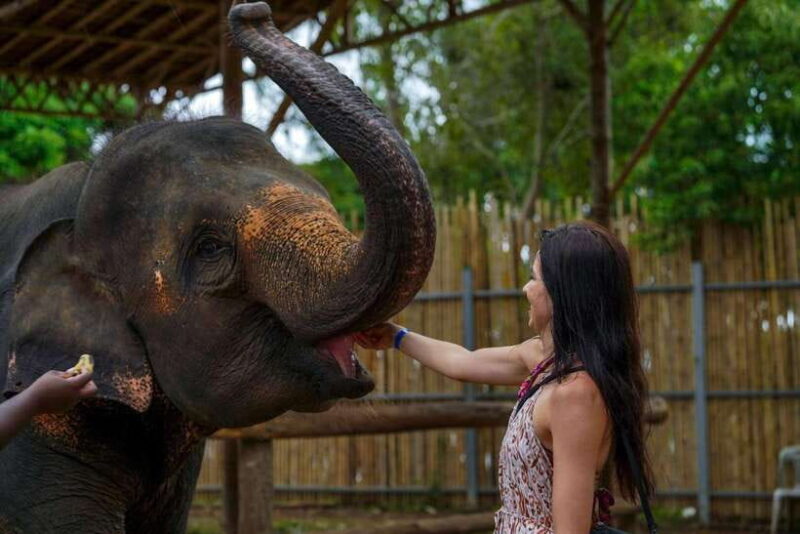 Phuket: Meet Feed & Relax With Elephant - Key Points