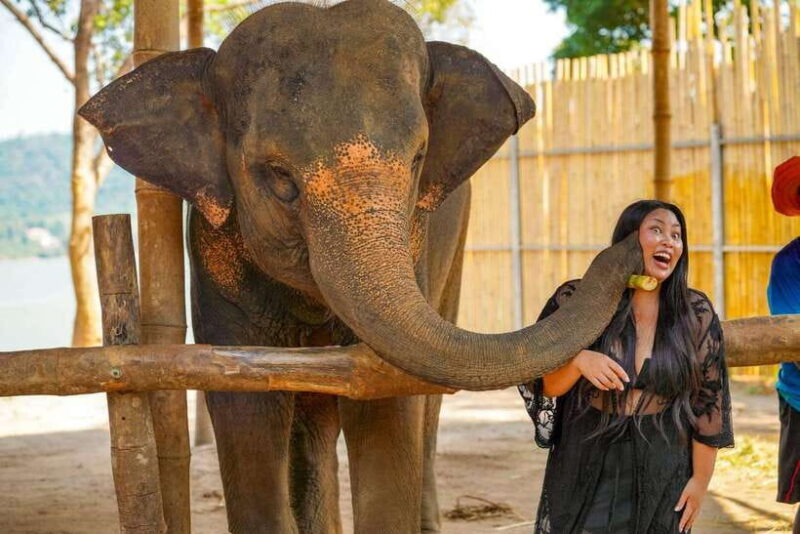 Phuket: Meet Feed & Relax With Elephant - Itinerary and Location
