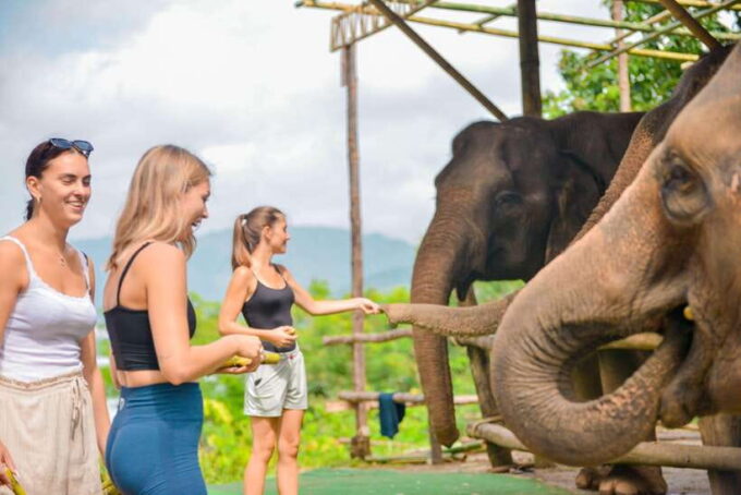 Phuket: Meet Feed & Relax With Elephant - Preparing for the Experience